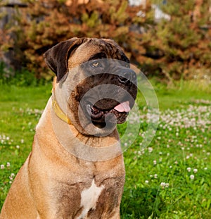 Little puppy age five months a rare breed South African Boerboel