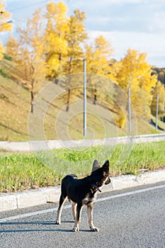 Little puppy of the black shephard in autumn landscape