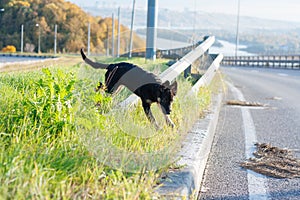 Little puppy of the black shephard in autumn landscape