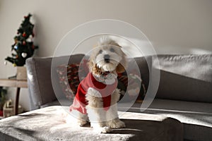 Little puppy of Cavapoo with red cloth