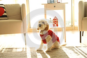 Little puppy of Cavapoo with red cloth