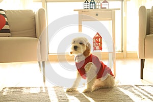 Little puppy of Cavapoo with red cloth