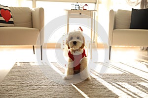 Little puppy of Cavapoo with red cloth