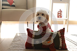 Little puppy of Cavapoo with red cloth