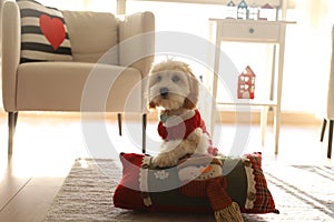 Little puppy of Cavapoo with red cloth