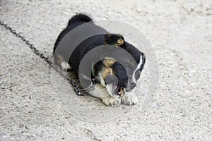 Little puppy on chain is lying on concrete floor and is gnawing bone enthusiastically. The black and white little dog closed his