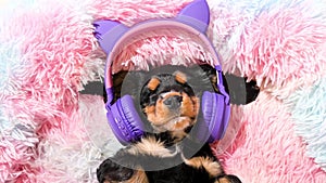 Little puppy of a cocker spaniel sleeps and listens to music in headphones. A cute pet is resting on a colored dog bed.