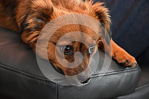 Little puppy dog with big astonished eyes
