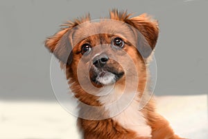 Little puppy dog with big astonished eyes