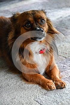 Little puppy dog with big astonished eyes