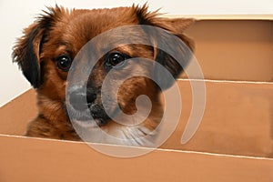 Little puppy dog with big astonished eyes in paper box