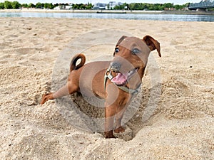 Little puppy dog breed miniature Pinscher brown resting on the beach sand background