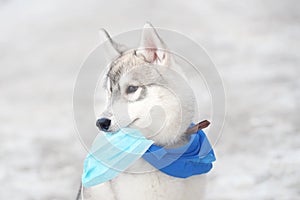 Little puppy dog breed Siberian husky sits blue handkerchief holds a medical mask in the teeth