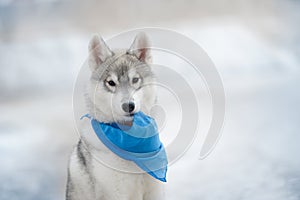 Little puppy dog breed Siberian husky sits blue handkerchief in teeth