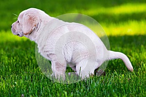 A little puppy dog of labrador purebreed is shitting in the garden