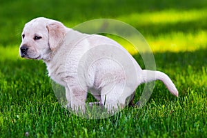 A little puppy dog of labrador purebreed is shitting in the garden