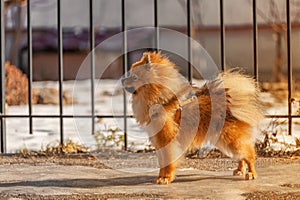 Little puppy,dog,spitz was staying on the ice in winter sunny day and looking to the left