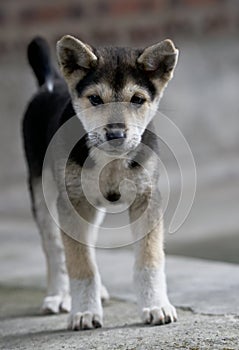 Little Puppy dog standing in blurry natural background. Little doggy. Dog 2 month age