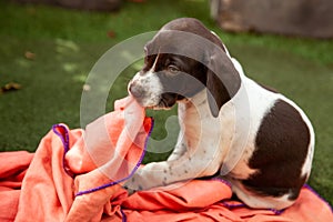 Little puppy of the French Pointing Dog breed playing with his blanket under the sun