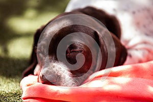 Little puppy of the French Pointing Dog breed sleeping under the sun