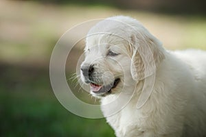 Little puppy Golden retriever