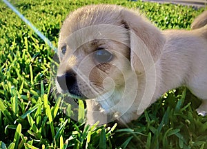 Little puppy on the grass