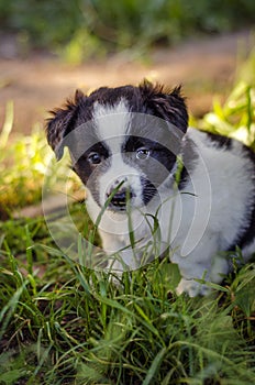 Little puppy in the grass