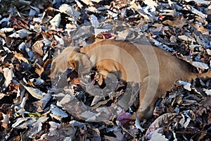 A little puppy hides in a pile of fallen leaves.