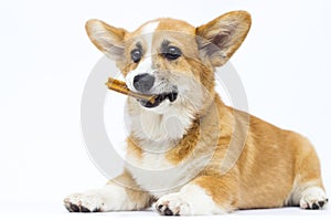 little puppy holds bone in teeth