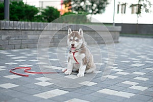 Little puppy husky dog on the street