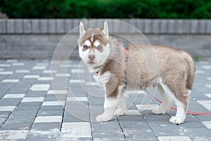 Little puppy husky dog on the street