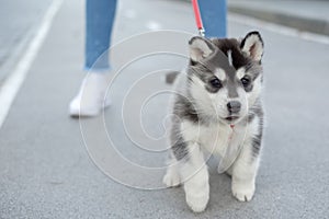 Little puppy husky dog on the street