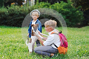 Little puppy jack russel terrier and kids