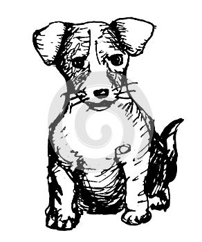 Little puppy Jack Russell Terrier sitting on a white background, ink sketch sketch, vector illustration, isolate