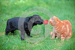 Little puppy and kitten playing together outdoors