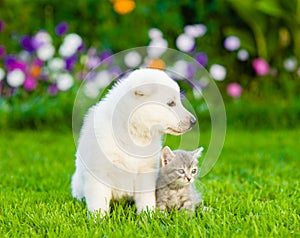 Little puppy and kitten sitting on green grass