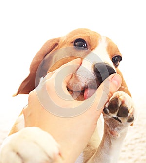 Little puppy lick hand