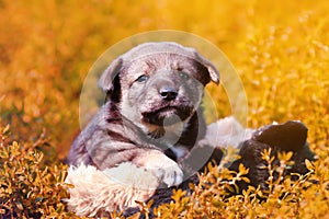 little puppy lies on a Sunny meadow