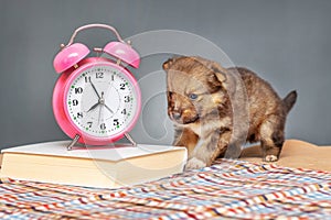 Little puppy near the book and clock alarm clock, working in the office