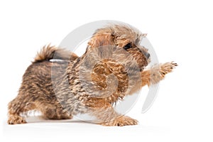 Little puppy Norfolk Terrier