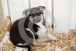 little puppy occupying corner of enclosure on wooden sawdust, look into camera