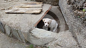 The little puppy ovserva from its hole photo