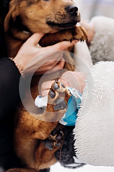 Little puppy paw close up.women dressing up cute doggy in snowy