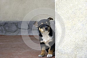 A little puppy peeking out from behind a corner