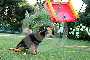 Little puppy playing with swing