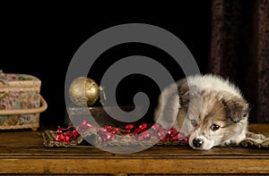 Little puppy plays with Christmas decorations, lying on an antique dresser.