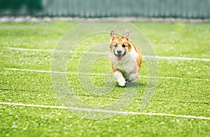 Little puppy red dog breed Corgi fun running around the green football field on the Playground on the streets in the city for a