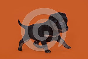 Little Puppy Russian toy terrier isolated on a colored background