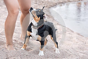 Little puppy of sennenhund entlebucher mountain dog training obedience with its owner outdoors