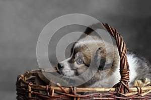 Little puppy sitting in a basket
